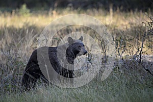 Black bear in Grand Teton National Park