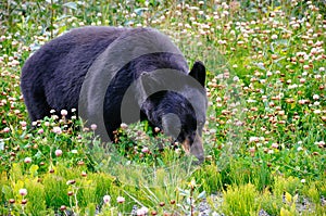 A black bear grazes in the grass near Dease Lake, British Columbia.