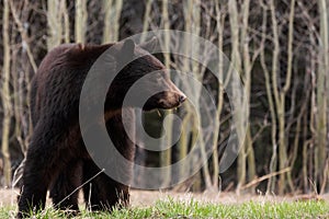 Black Bear Grazes on spring grass.