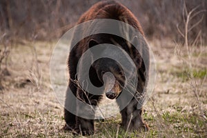 Black Bear Grazes stares at the camera