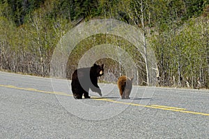 Black bear and her cub crossing the road