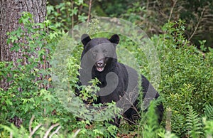 Black Bear hides in the lush green forrest