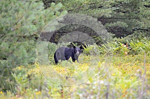 Black bear hunting for berries