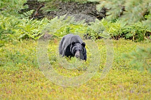 Black bear hunting for berries