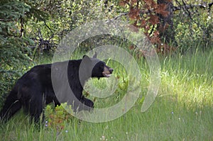 Black bear hunting for berries