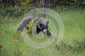 Black bear hunting for berries