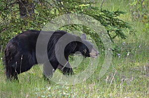 Black bear hunting for berries