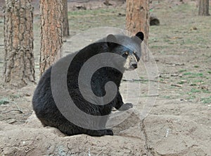 Black Bear photo