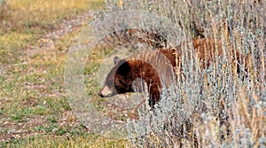 Black bear at Jackson Hole Wildlife