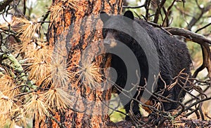 A Large Mother Black Bear Sow High in a Pine Tree photo