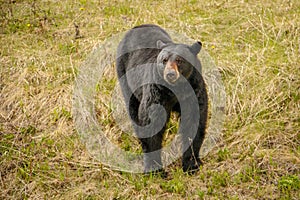 Black bear in Kootney national park curiously looking around