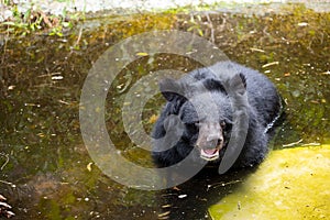 Black bear in lake at zoo park