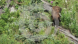 Black Bear looking for grubs in Yellowstone National Park