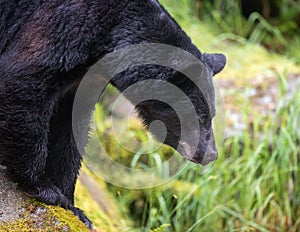 Black bear looking for salmon