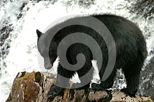 Black Bear looking for Salmon at Prince Of Whales in Alaska