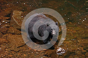 Black Bear looking for Salmon at Prince Of Whales in Alaska