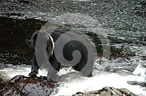 Black Bear looking for Salmon at Prince Of Whales in Alaska. Wales, island.