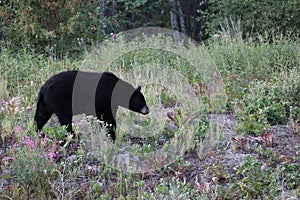 Black Bear on the Loose