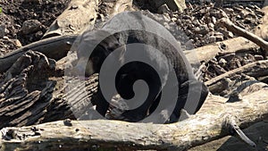 Black bear. Malayan sun bear, Helarctos malayanus