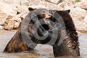 Black bear in the meadow