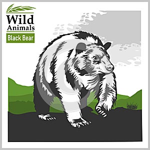 Black Bear - vector illustration in realistic style