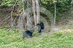 Black Bear mother and baby cub climbing in a tree top summer time, Acadieville New Brunswick Canada