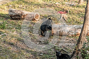 Black Bear mother and baby cub climbing in a tree top summer time, Acadieville New Brunswick Canada