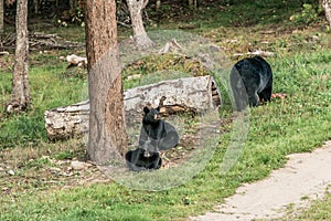 Black Bear mother and baby cub climbing in a tree top summer time, Acadieville New Brunswick Canada