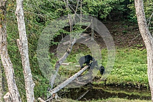 Black Bear mother and baby cub climbing in a tree top summer time, Acadieville New Brunswick Canada