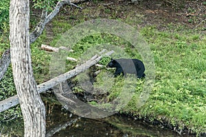 Black Bear mother and baby cub climbing in a tree top summer time, Acadieville New Brunswick Canada