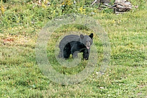 Black Bear mother and baby cub summer time, Acadieville New Brunswick Canada photo