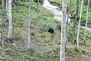 Black Bear mother and baby cub summer time, Acadieville New Brunswick Canada