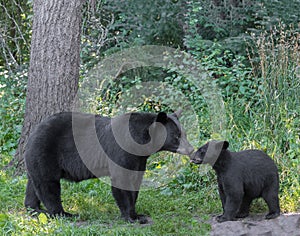 Black bear mother and cub