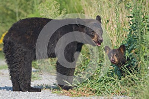 Black bear mother with cub. Alligator River NWR