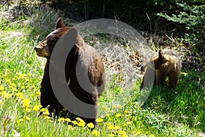 Black bear mother and cub looking to the same direction outside of the frame