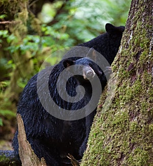 Black bear mother and cub