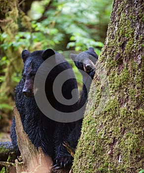 Black bear mother and cub