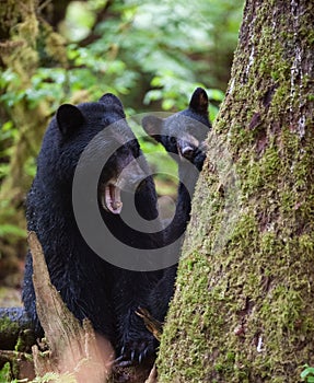 Black bear mother and cub