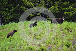 Black Bear Mother and Two Cubs