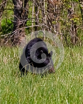 Black Bear Munching on Grass in Spring