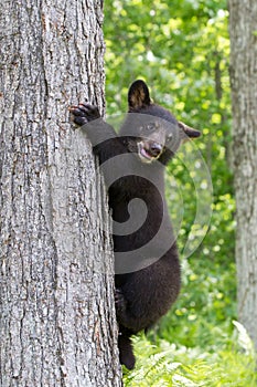 Black bear not sure how to climb down