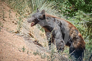 Black Bear Open Mouth on Mountainside Colorado