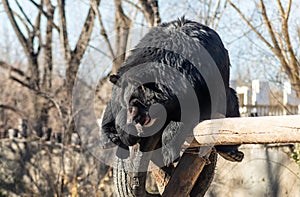 Black bear playing on a wooden trunk in Beijing zoo, China