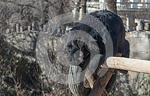 Black bear playing on a wooden trunk in Beijing zoo, China