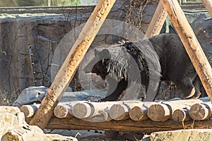 Black Bear plays in a wooden ground in Beijing, China