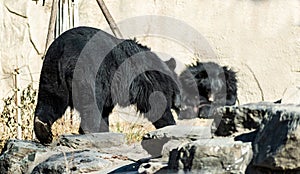 Black Bear plays in a wooden ground in Beijing, China back view
