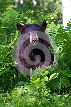 Black bear portrait in vertical photograph