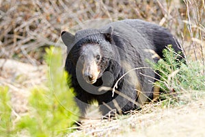 Black Bear Portrait, Yukon Territories, Canada