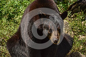 Black Bear Posing Near the Stream