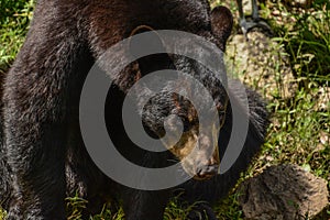Black Bear Posing Near the Stream